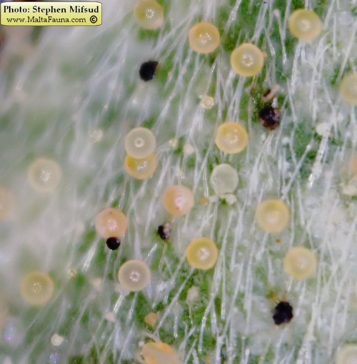 Tetranychus urticae (Two-spotted spider mite). This page is part of www.MaltaWildPlants.com website by Stephen Mifsud, Malta
