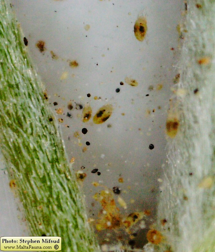Tetranychus urticae (Two-spotted spider mite). This page is part of www.MaltaWildPlants.com website by Stephen Mifsud, Malta