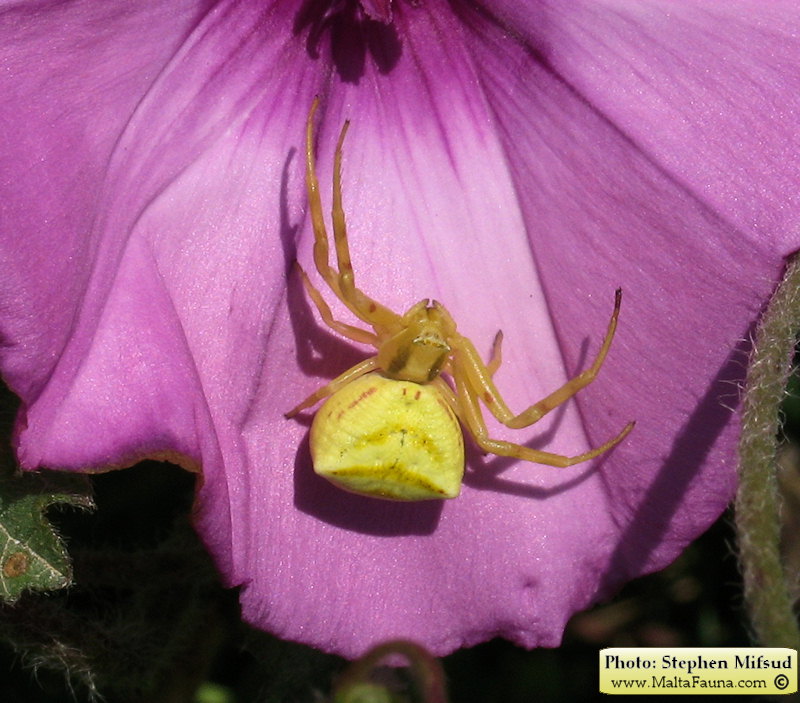 Thomisus onustus (Humped Crab Spider). This page is part of www.MaltaWildPlants.com website by Stephen Mifsud, Malta