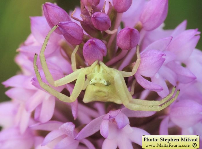 Thomisus onustus (Humped Crab Spider). This page is part of www.MaltaWildPlants.com website by Stephen Mifsud, Malta