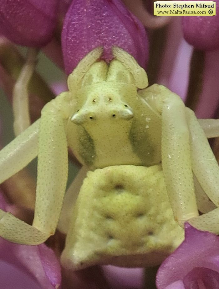 Thomisus onustus (Humped Crab Spider). This page is part of www.MaltaWildPlants.com website by Stephen Mifsud, Malta