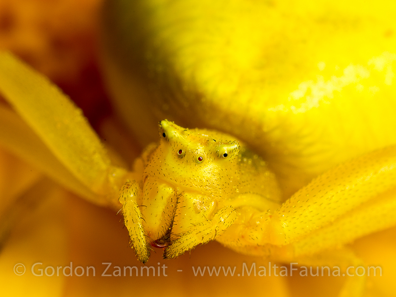 Thomisus onustus (Humped Crab Spider). This page is part of www.MaltaWildPlants.com website by Stephen Mifsud, Malta