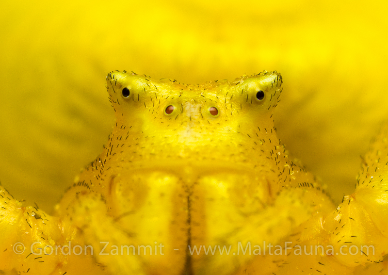 Thomisus onustus (Humped Crab Spider). This page is part of www.MaltaWildPlants.com website by Stephen Mifsud, Malta