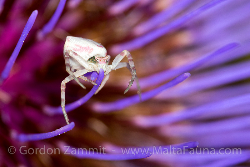 Thomisus onustus (Humped Crab Spider). This page is part of www.MaltaWildPlants.com website by Stephen Mifsud, Malta