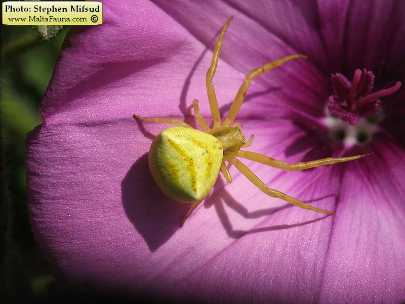 Thomisus onustus (Humped Crab Spider). This page is part of www.MaltaWildPlants.com website by Stephen Mifsud, Malta