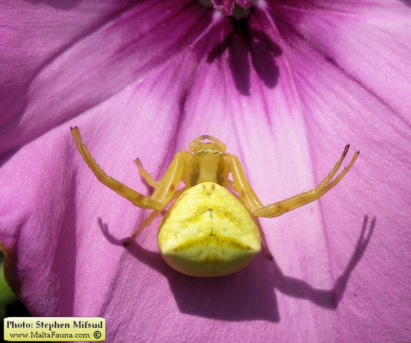 Thomisus onustus (Humped Crab Spider). This page is part of www.MaltaWildPlants.com website by Stephen Mifsud, Malta
