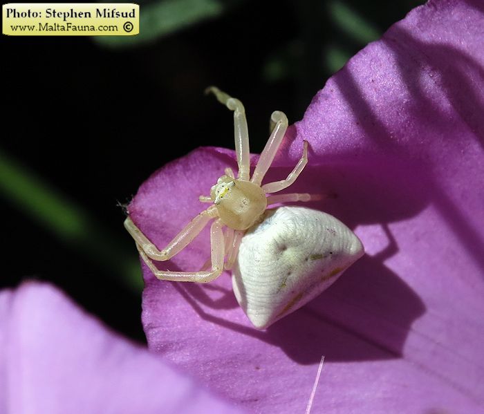 Thomisus onustus (Humped Crab Spider). This page is part of www.MaltaWildPlants.com website by Stephen Mifsud, Malta