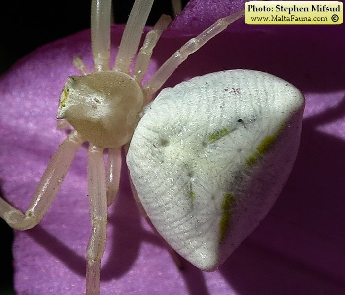 Thomisus onustus (Humped Crab Spider). This page is part of www.MaltaWildPlants.com website by Stephen Mifsud, Malta