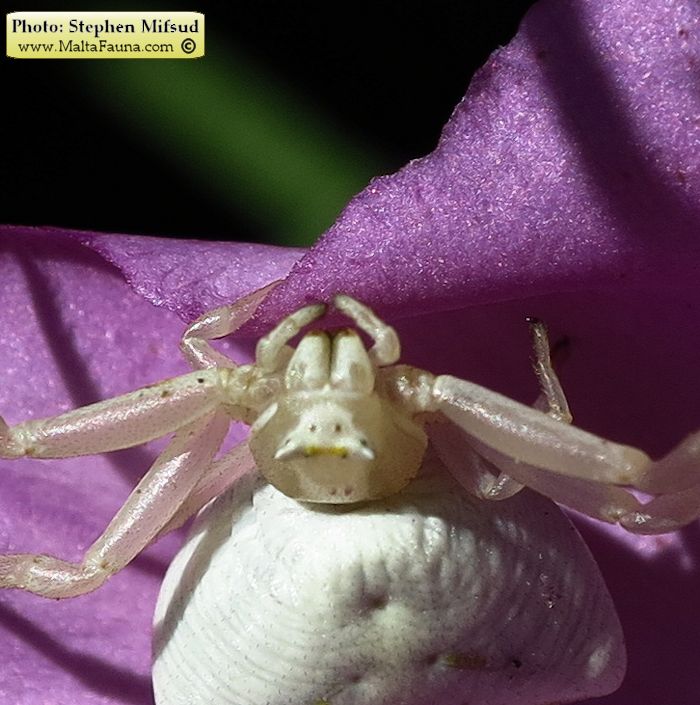 Thomisus onustus (Humped Crab Spider). This page is part of www.MaltaWildPlants.com website by Stephen Mifsud, Malta