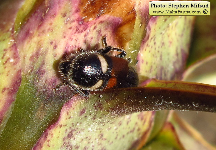 Tilloidea transversalis (). This page is part of www.MaltaWildPlants.com website by Stephen Mifsud, Malta