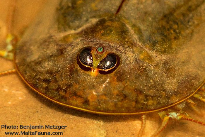 Triops cancriformis (Tadpole shrimp). This page is part of www.MaltaWildPlants.com website by Stephen Mifsud, Malta