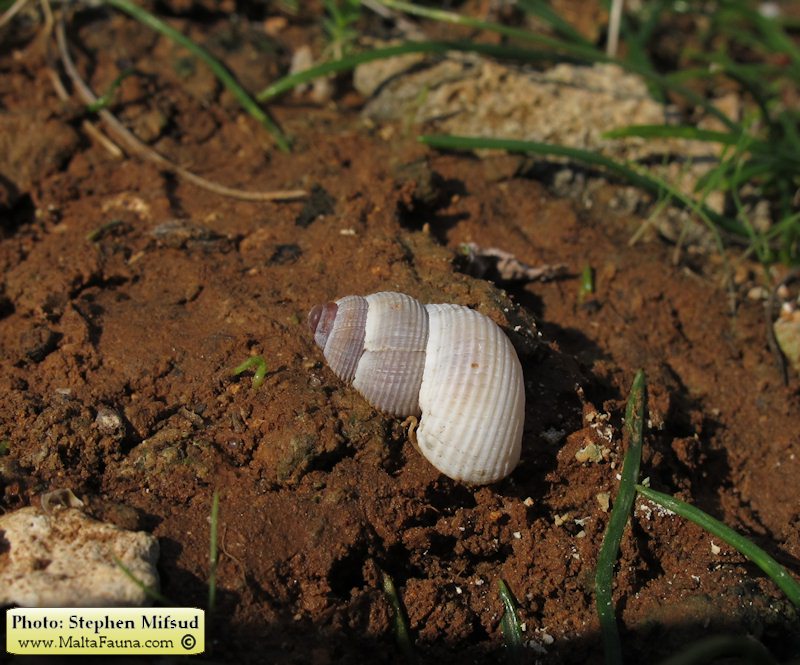 Tudorella sulcata (English name not known). This page is part of www.MaltaWildPlants.com website by Stephen Mifsud, Malta