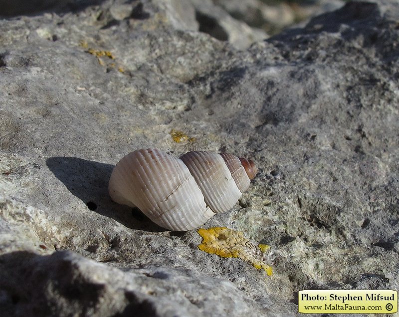Tudorella sulcata (English name not known). This page is part of www.MaltaWildPlants.com website by Stephen Mifsud, Malta