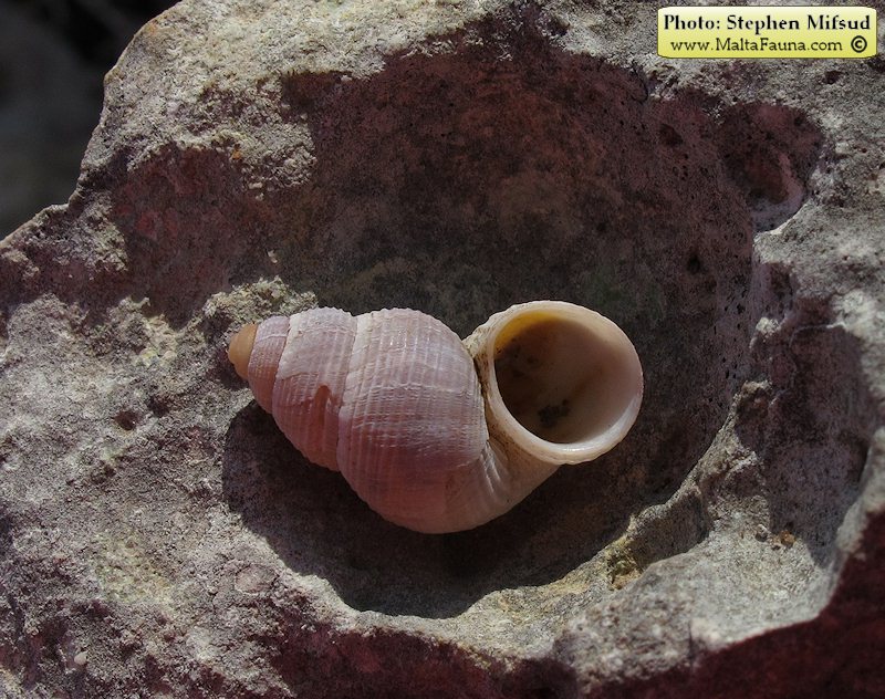 Tudorella sulcata (English name not known). This page is part of www.MaltaWildPlants.com website by Stephen Mifsud, Malta