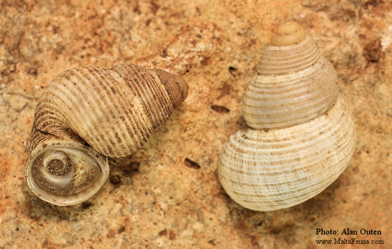 Tudorella sulcata (English name not known). This page is part of www.MaltaWildPlants.com website by Stephen Mifsud, Malta
