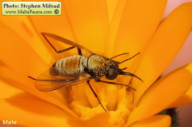 Usia versicolor (Red-Backed Bee-fly). This page is part of www.MaltaWildPlants.com website by Stephen Mifsud, Malta