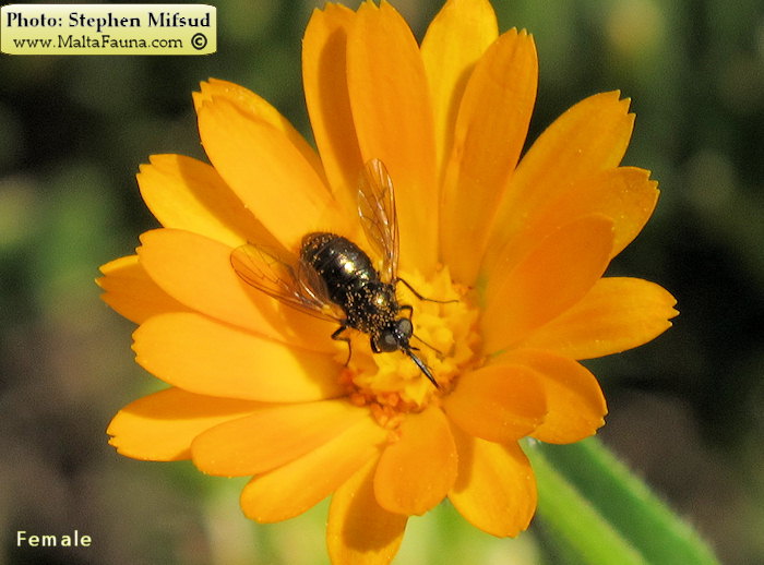 Usia versicolor (Red-Backed Bee-fly). This page is part of www.MaltaWildPlants.com website by Stephen Mifsud, Malta