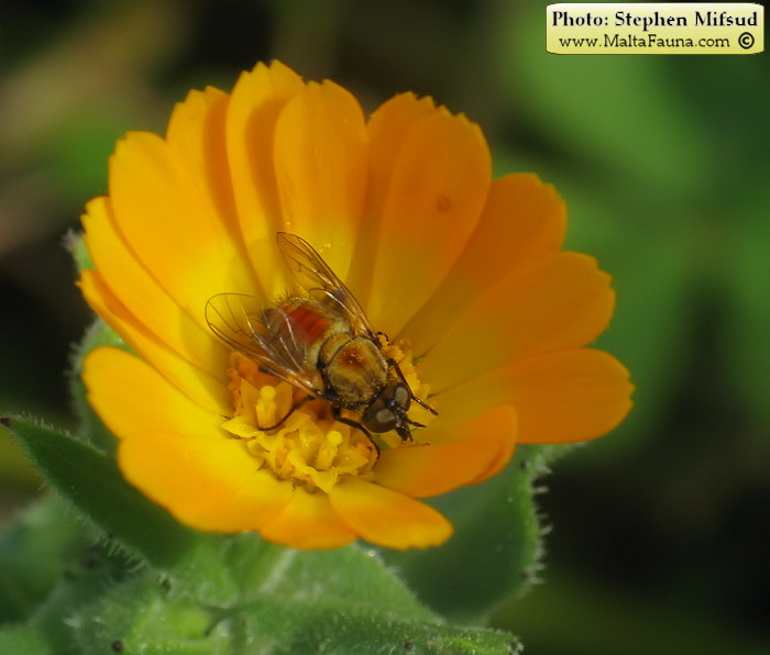 Usia versicolor (Red-Backed Bee-fly). This page is part of www.MaltaWildPlants.com website by Stephen Mifsud, Malta