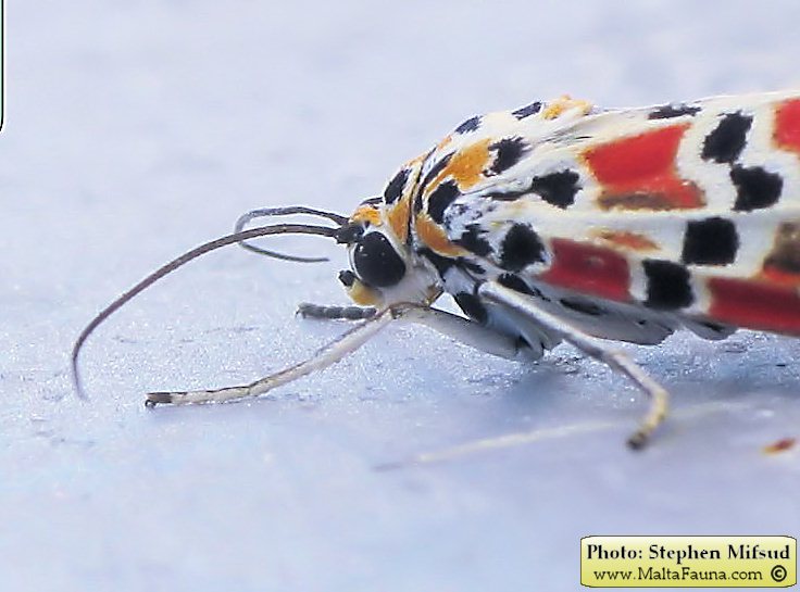 Utetheisa pulchella (Crimson-speckled Moth). This page is part of www.MaltaWildPlants.com website by Stephen Mifsud, Malta
