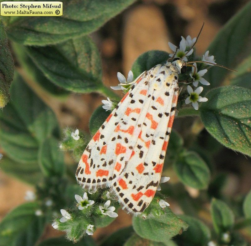 Utetheisa pulchella (Crimson-speckled Moth). This page is part of www.MaltaWildPlants.com website by Stephen Mifsud, Malta
