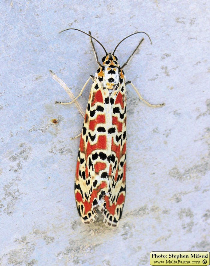 Utetheisa pulchella (Crimson-speckled Moth). This page is part of www.MaltaWildPlants.com website by Stephen Mifsud, Malta