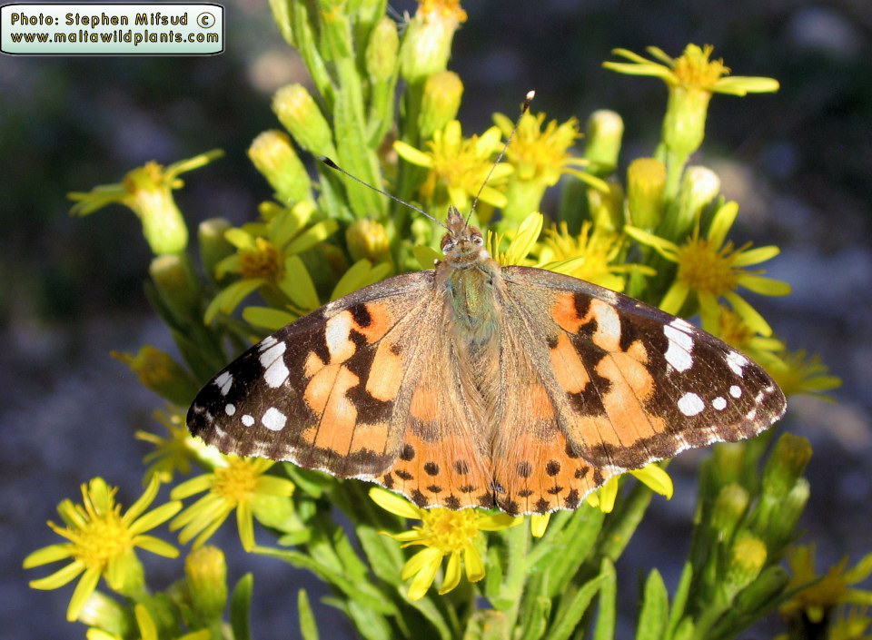 Vanessa cardui (Painted Lady). This page is part of www.MaltaWildPlants.com website by Stephen Mifsud, Malta