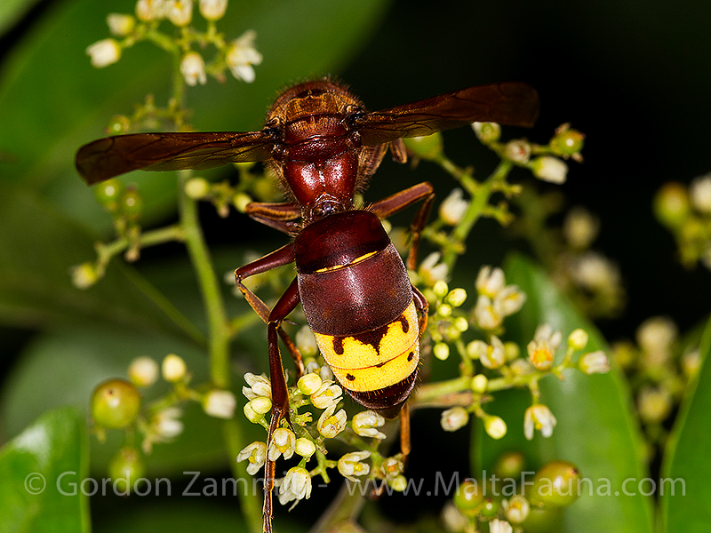 Vespa orientalis (Oriental Hornet). This page is part of www.MaltaWildPlants.com website by Stephen Mifsud, Malta