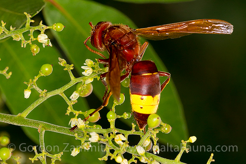 Vespa orientalis (Oriental Hornet). This page is part of www.MaltaWildPlants.com website by Stephen Mifsud, Malta