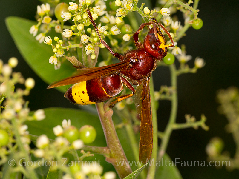 Vespa orientalis (Oriental Hornet). This page is part of www.MaltaWildPlants.com website by Stephen Mifsud, Malta