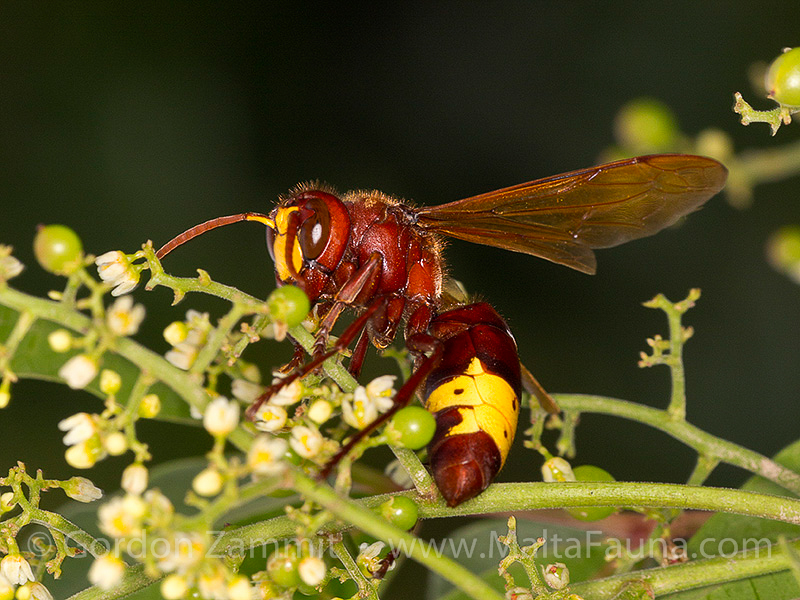 Vespa orientalis (Oriental Hornet). This page is part of www.MaltaWildPlants.com website by Stephen Mifsud, Malta