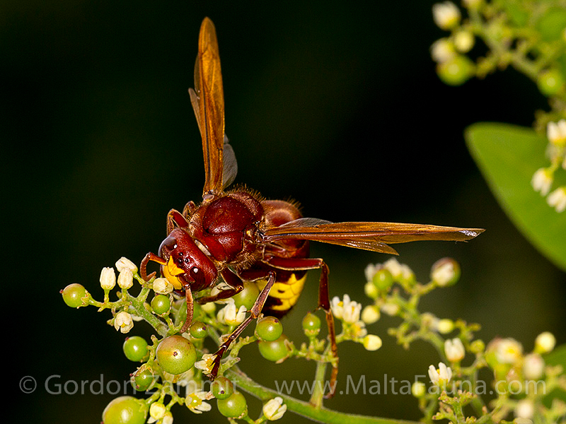 Vespa orientalis (Oriental Hornet). This page is part of www.MaltaWildPlants.com website by Stephen Mifsud, Malta
