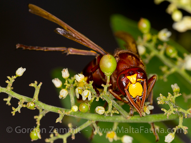 Vespa orientalis (Oriental Hornet). This page is part of www.MaltaWildPlants.com website by Stephen Mifsud, Malta