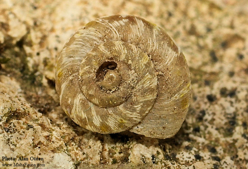 Xerotricha conspurcata (English name not known). This page is part of www.MaltaWildPlants.com website by Stephen Mifsud, Malta