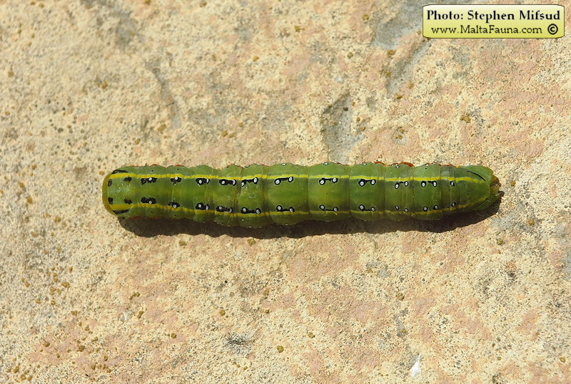 Xylena exsoleta maltensis (Sword-grass moth). This page is part of www.MaltaWildPlants.com website by Stephen Mifsud, Malta