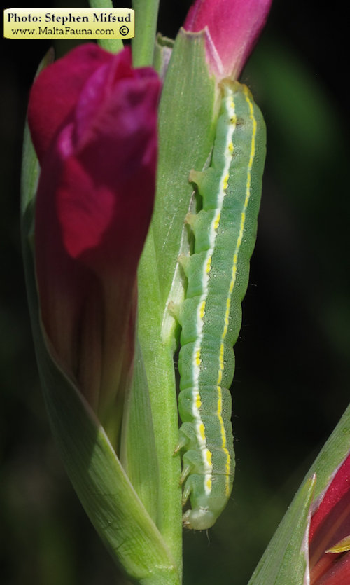 Xylena exsoleta maltensis (Sword-grass moth). This page is part of www.MaltaWildPlants.com website by Stephen Mifsud, Malta