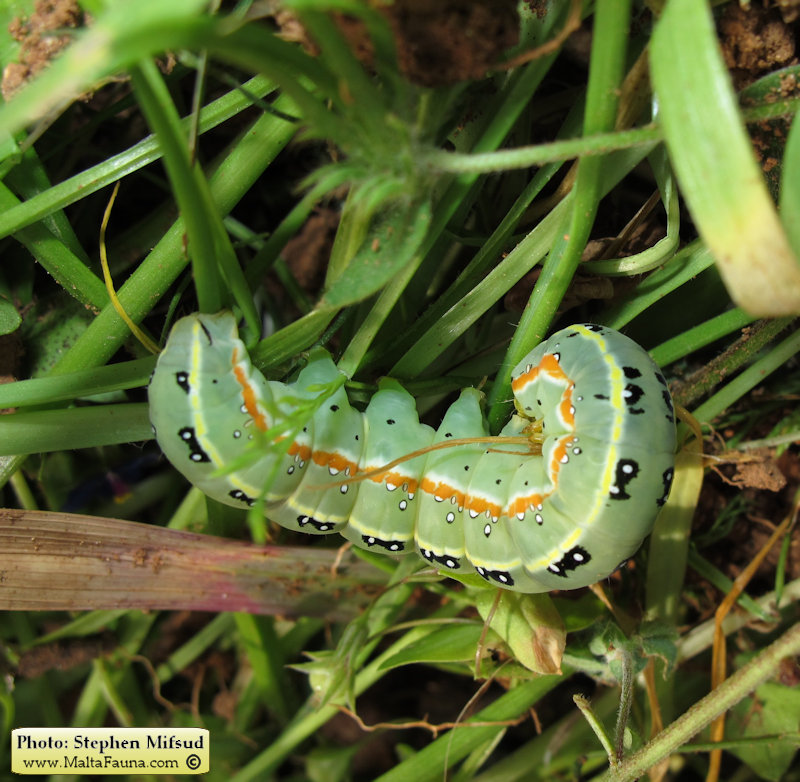 Xylena exsoleta maltensis (Sword-grass moth). This page is part of www.MaltaWildPlants.com website by Stephen Mifsud, Malta