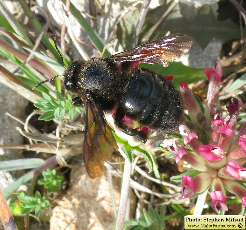 Xylocopa violacea (Large Carpenter Bee). This page is part of www.MaltaWildPlants.com website by Stephen Mifsud, Malta