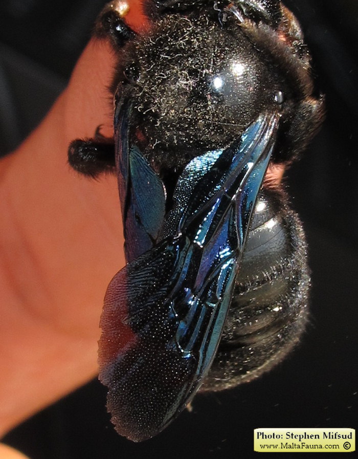 Xylocopa violacea (Large Carpenter Bee). This page is part of www.MaltaWildPlants.com website by Stephen Mifsud, Malta