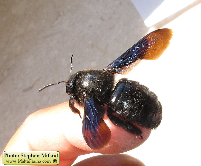 Xylocopa violacea (Large Carpenter Bee). This page is part of www.MaltaWildPlants.com website by Stephen Mifsud, Malta