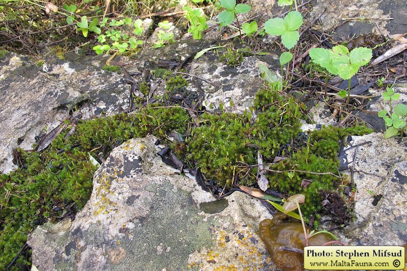 Bryum donianum (Don's Thread-moss). This page is part of www.MaltaWildPlants.com website by Stephen Mifsud, Malta