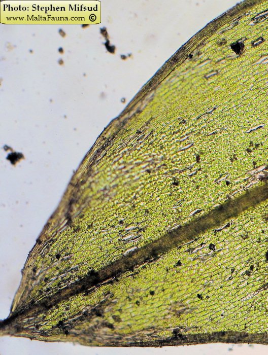 Bryum donianum (Don's Thread-moss). This page is part of www.MaltaWildPlants.com website by Stephen Mifsud, Malta