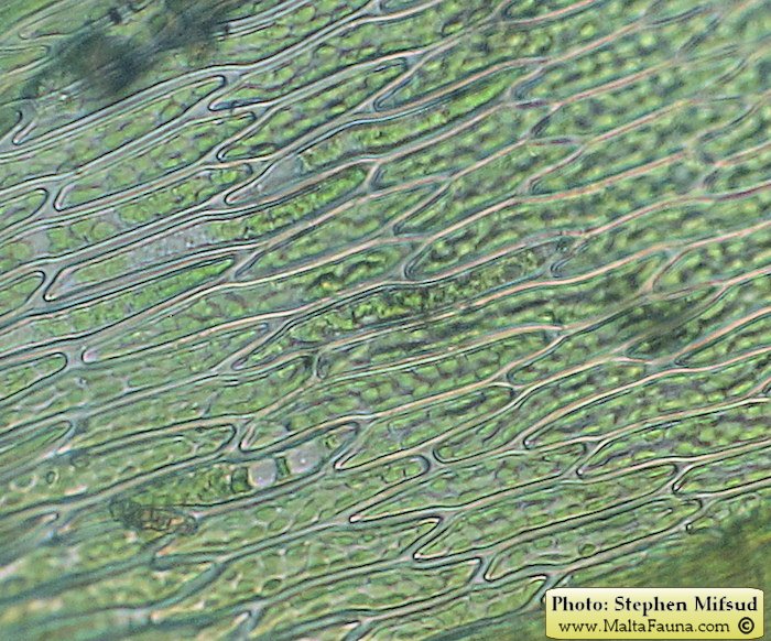 Bryum donianum (Don's Thread-moss). This page is part of www.MaltaWildPlants.com website by Stephen Mifsud, Malta