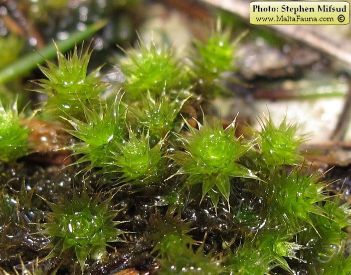Bryum donianum (Don's Thread-moss). This page is part of www.MaltaWildPlants.com website by Stephen Mifsud, Malta
