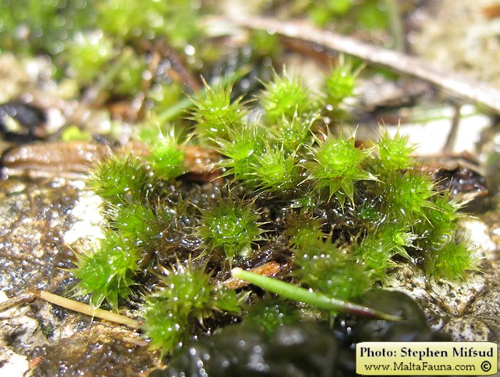 Bryum donianum (Don's Thread-moss). This page is part of www.MaltaWildPlants.com website by Stephen Mifsud, Malta