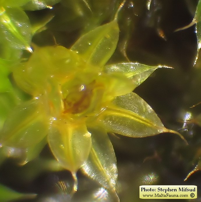 Bryum donianum (Don's Thread-moss). This page is part of www.MaltaWildPlants.com website by Stephen Mifsud, Malta