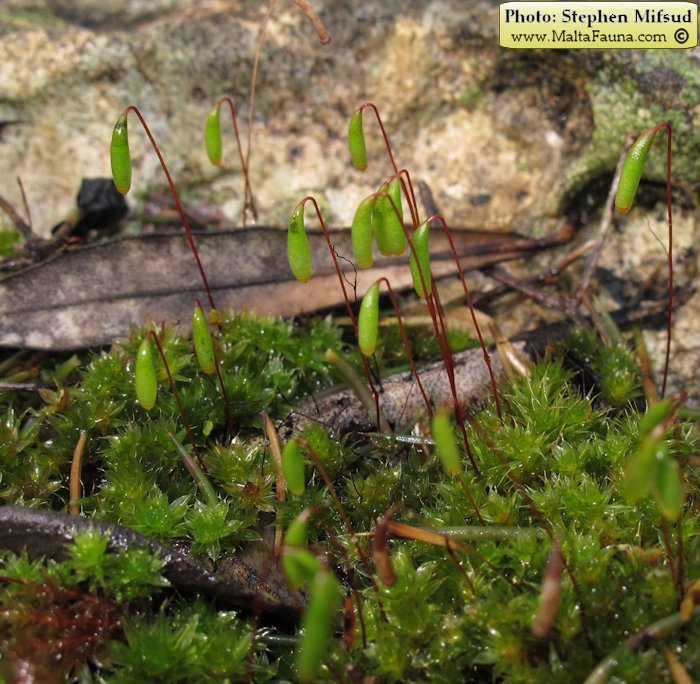 Bryum donianum (Don's Thread-moss). This page is part of www.MaltaWildPlants.com website by Stephen Mifsud, Malta