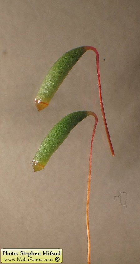 Bryum donianum (Don's Thread-moss). This page is part of www.MaltaWildPlants.com website by Stephen Mifsud, Malta