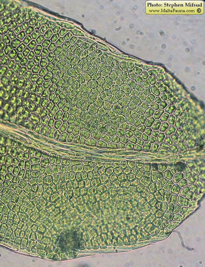 Fissidens incurvus (Short-leaved Pocket-moss). This page is part of www.MaltaWildPlants.com website by Stephen Mifsud, Malta