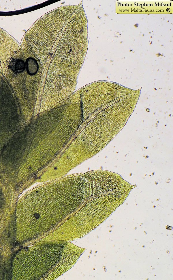 Fissidens incurvus (Short-leaved Pocket-moss). This page is part of www.MaltaWildPlants.com website by Stephen Mifsud, Malta