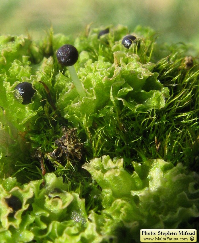 Fossombronia caespitiformis (Spanish Frillwort). This page is part of www.MaltaWildPlants.com website by Stephen Mifsud, Malta